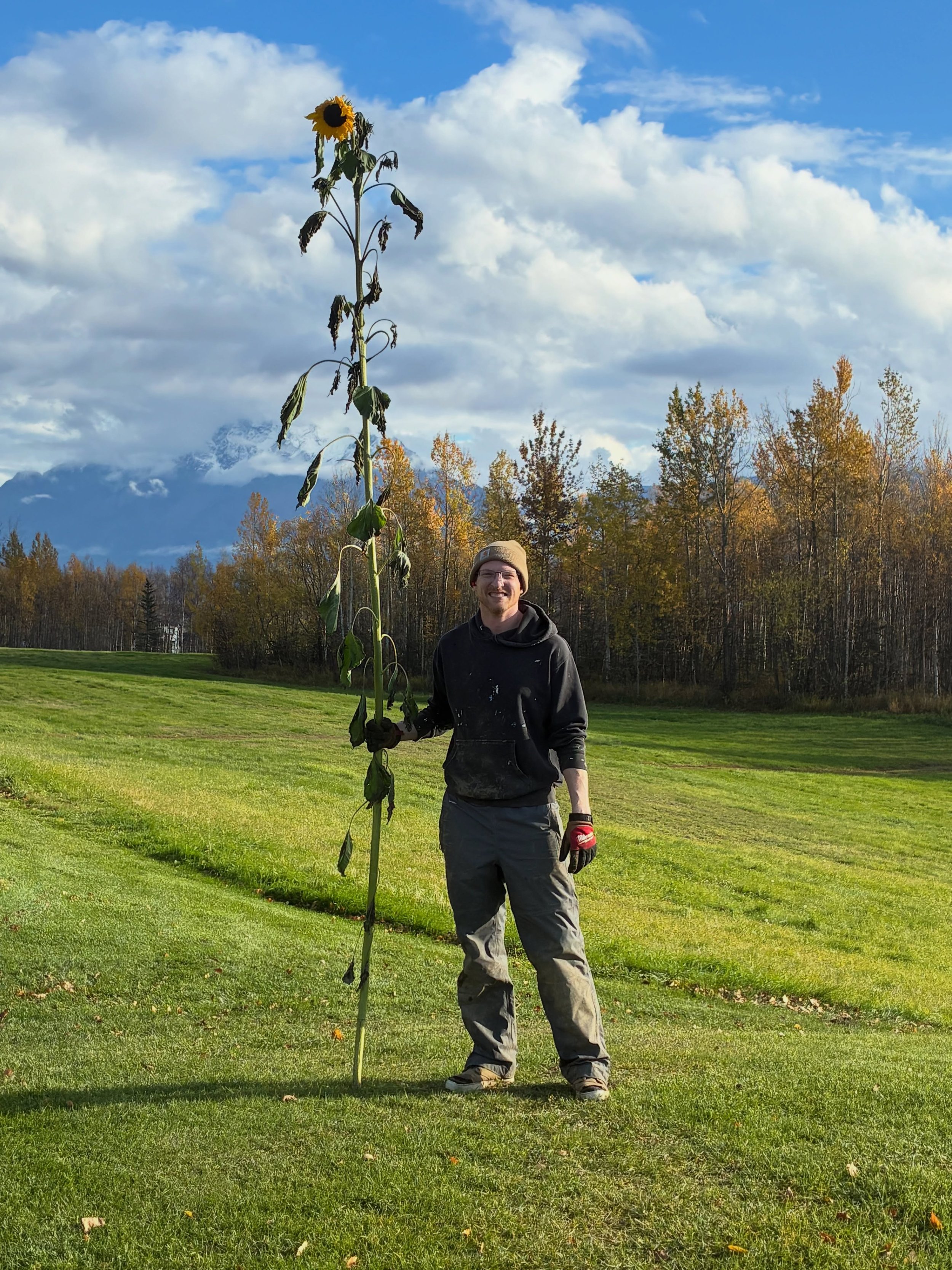 The end of season garden clean up is in full swing and we couldn&rsquo;t resist sharing a pic of our largest sunflower!