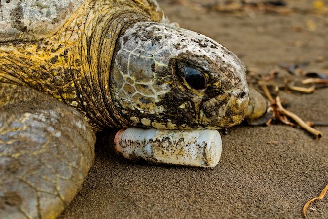   Learn about the impact of plastic pollution on sea turtles  