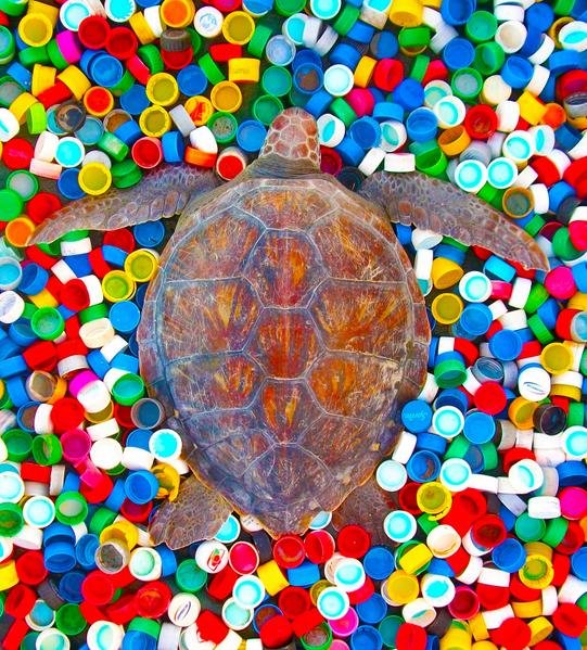 124plastic_greenturtlee-med.jpg