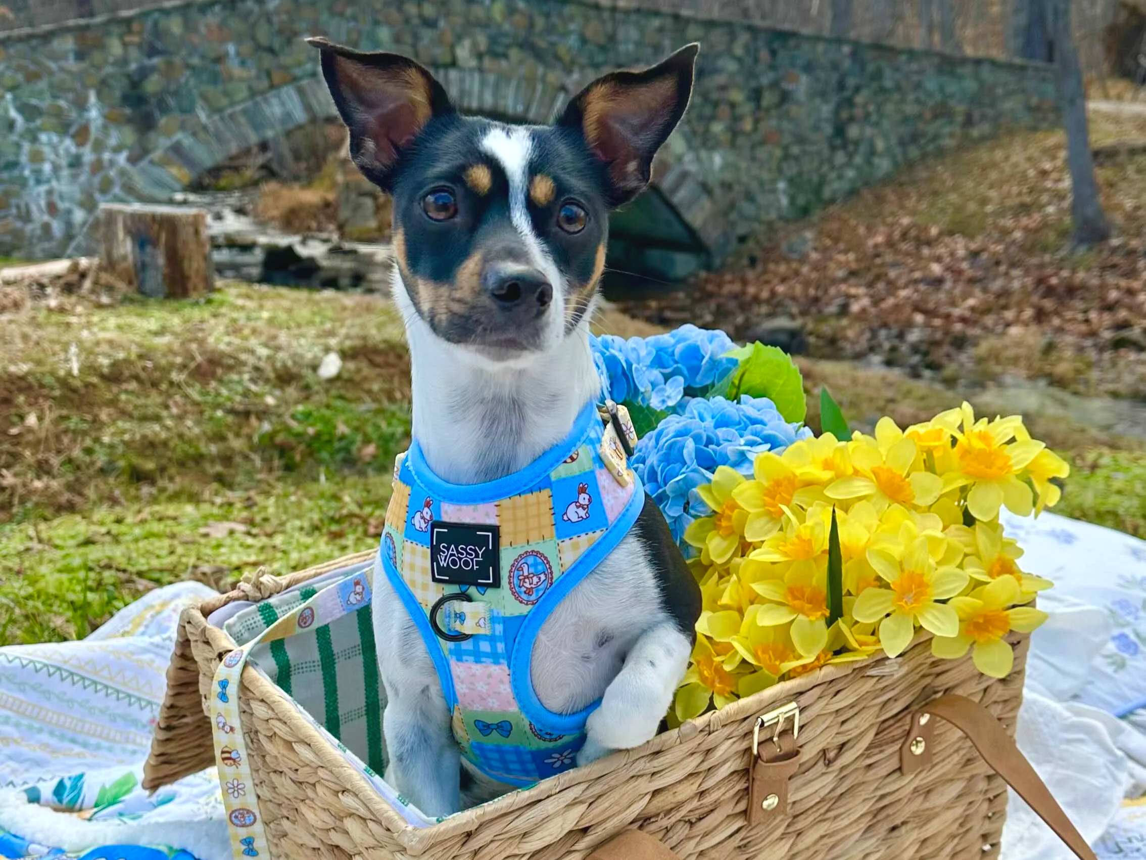 Sassy Woof Spring Collection Reel