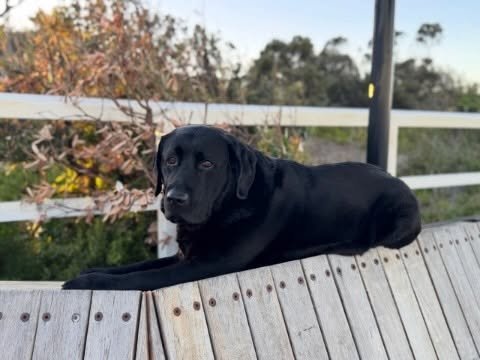 Vale Fleur. ❤️🐾

Beloved pet and family member of Jo and Clive, Zoe and the girls, and a much-loved member of our Seaford Swimmers community.

For six years, Fleur was a larger-than-life presence on the beach &mdash; there most mornings, keeping wat