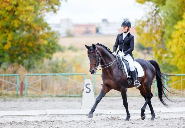 Dressage
