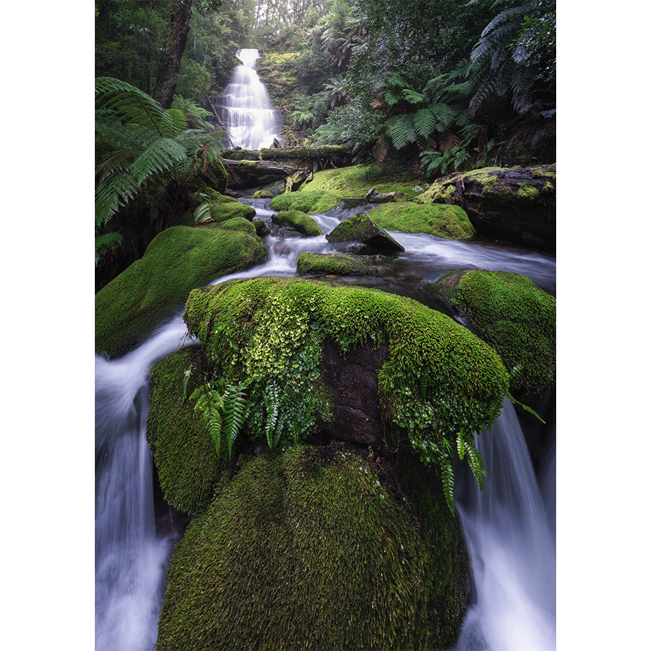 FORESTS-CROWN.png