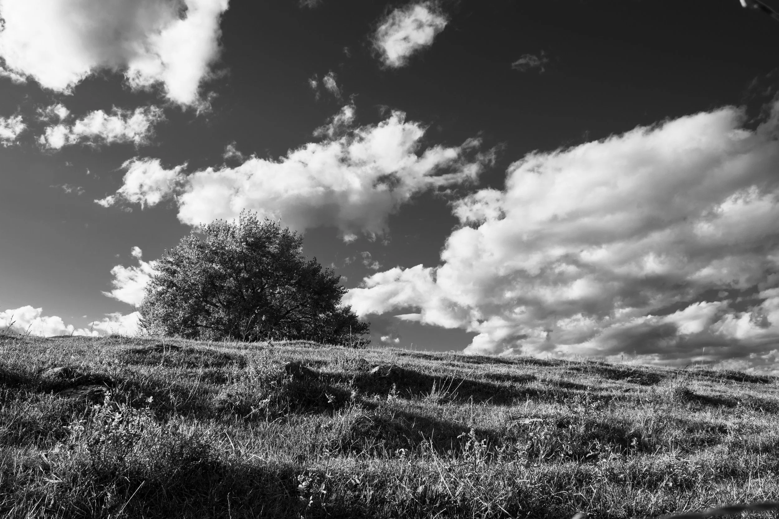 A black and white landscape photo of a grassy field with a tree and a mostly cloudy sky.