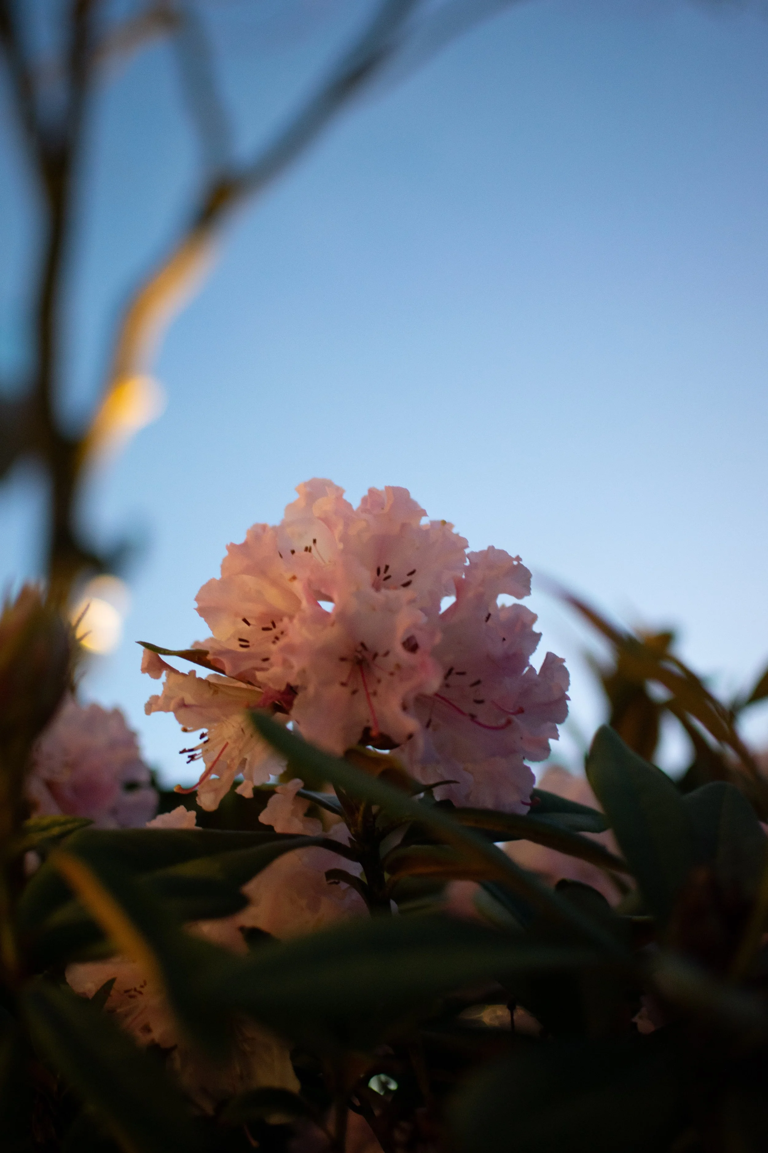 Close-up of pink flowers, possibly azaleas, with dark green leaves and a blurred blue sky background.