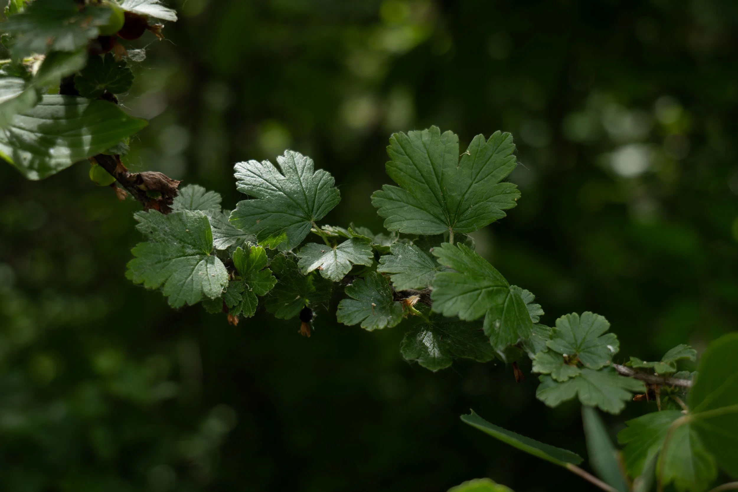 Close-up of green leaves on a plant with a dark green blurred background.
