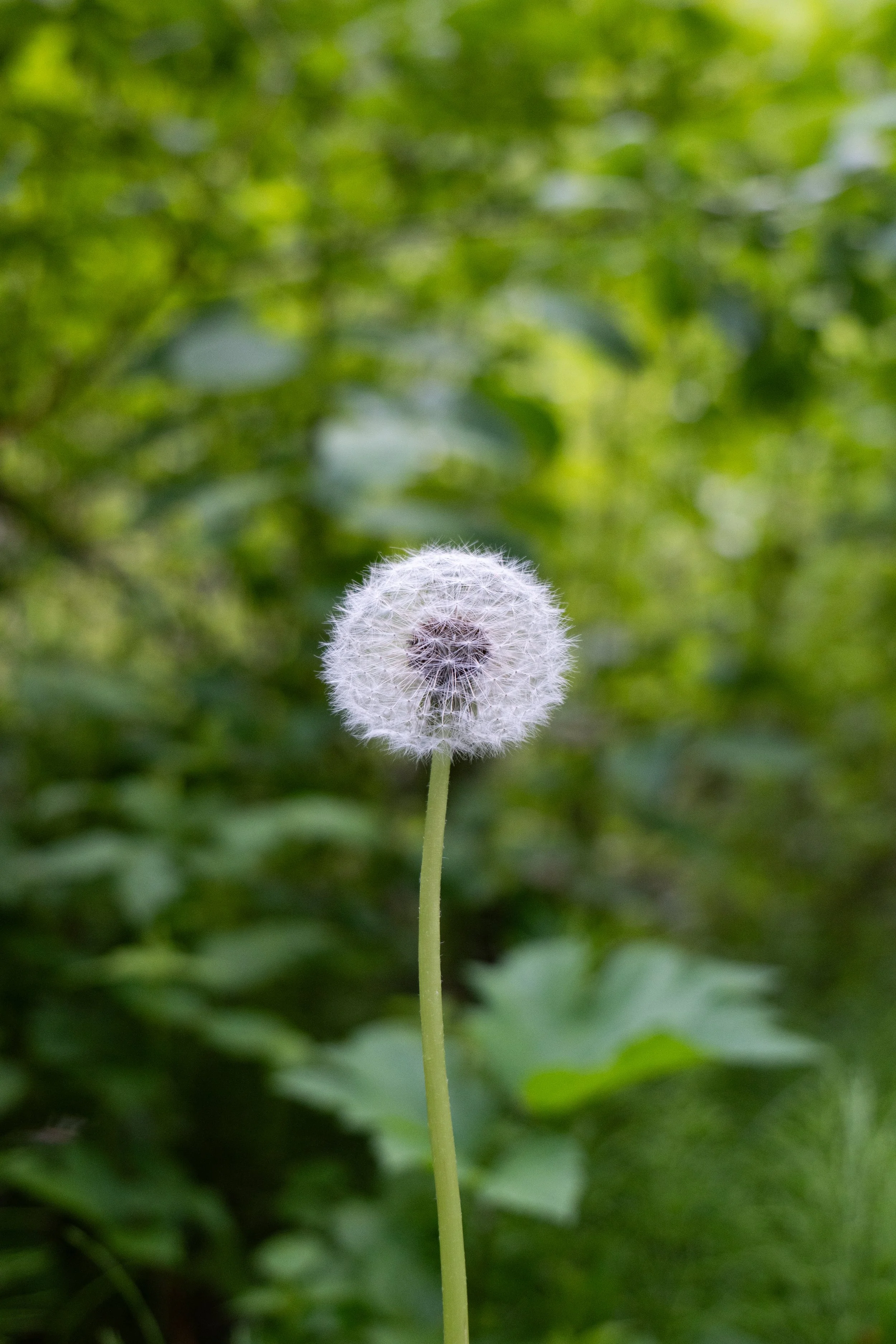 A single dandelion seed head on a green background of blurred foliage.