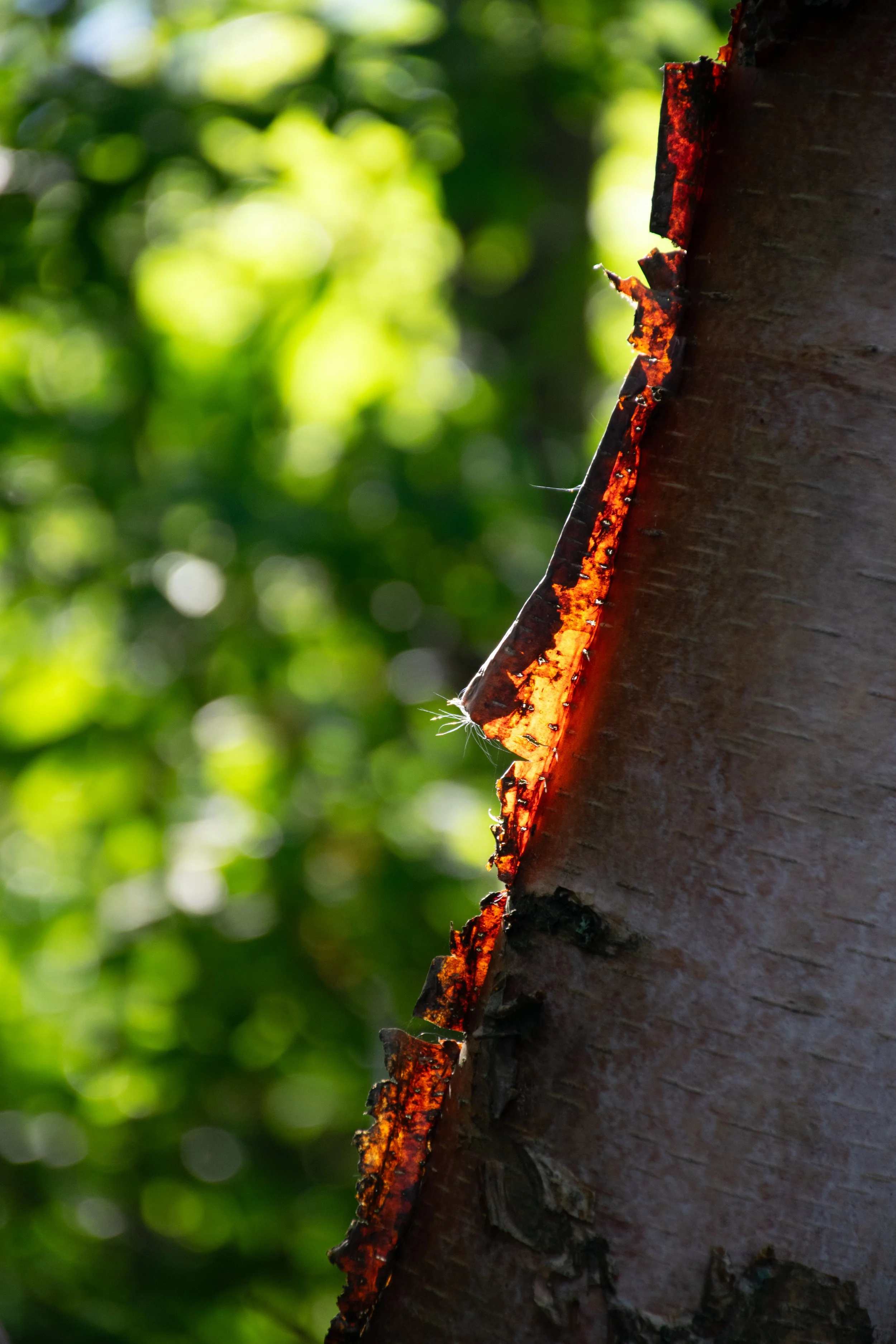 Close-up of a tree branch with reddish-brown bark, showing some peeling and rough texture, with blurred green foliage in the background.