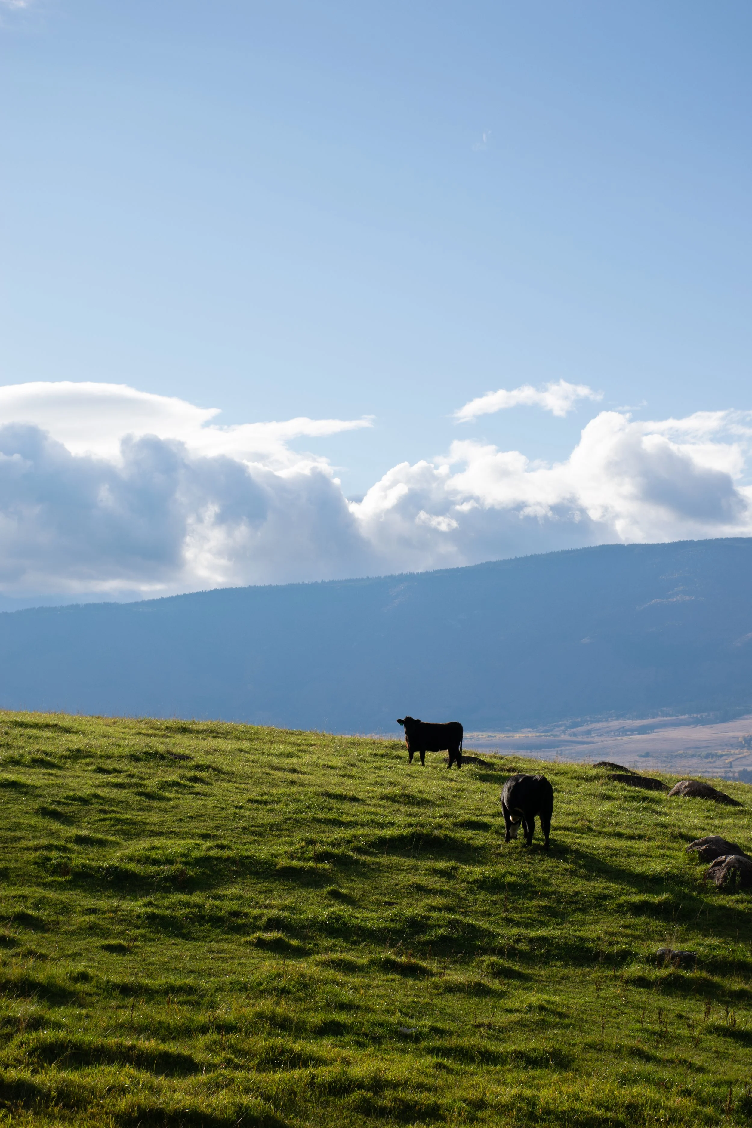 Green pasture with cows grazing, mountains in the background, partly cloudy sky.