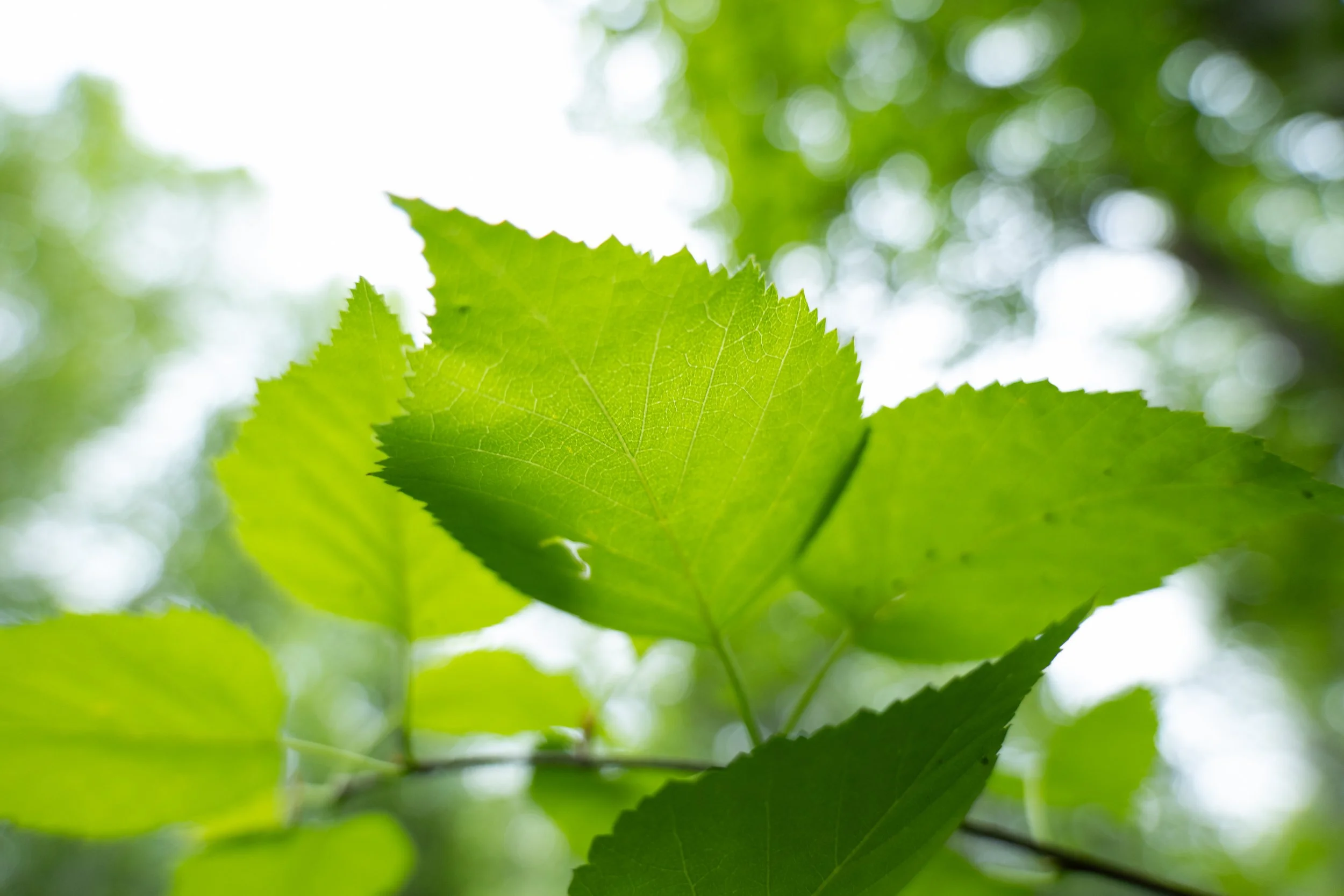 Close-up of green leaves on a tree with sunlight filtering through, creating a blurred background.