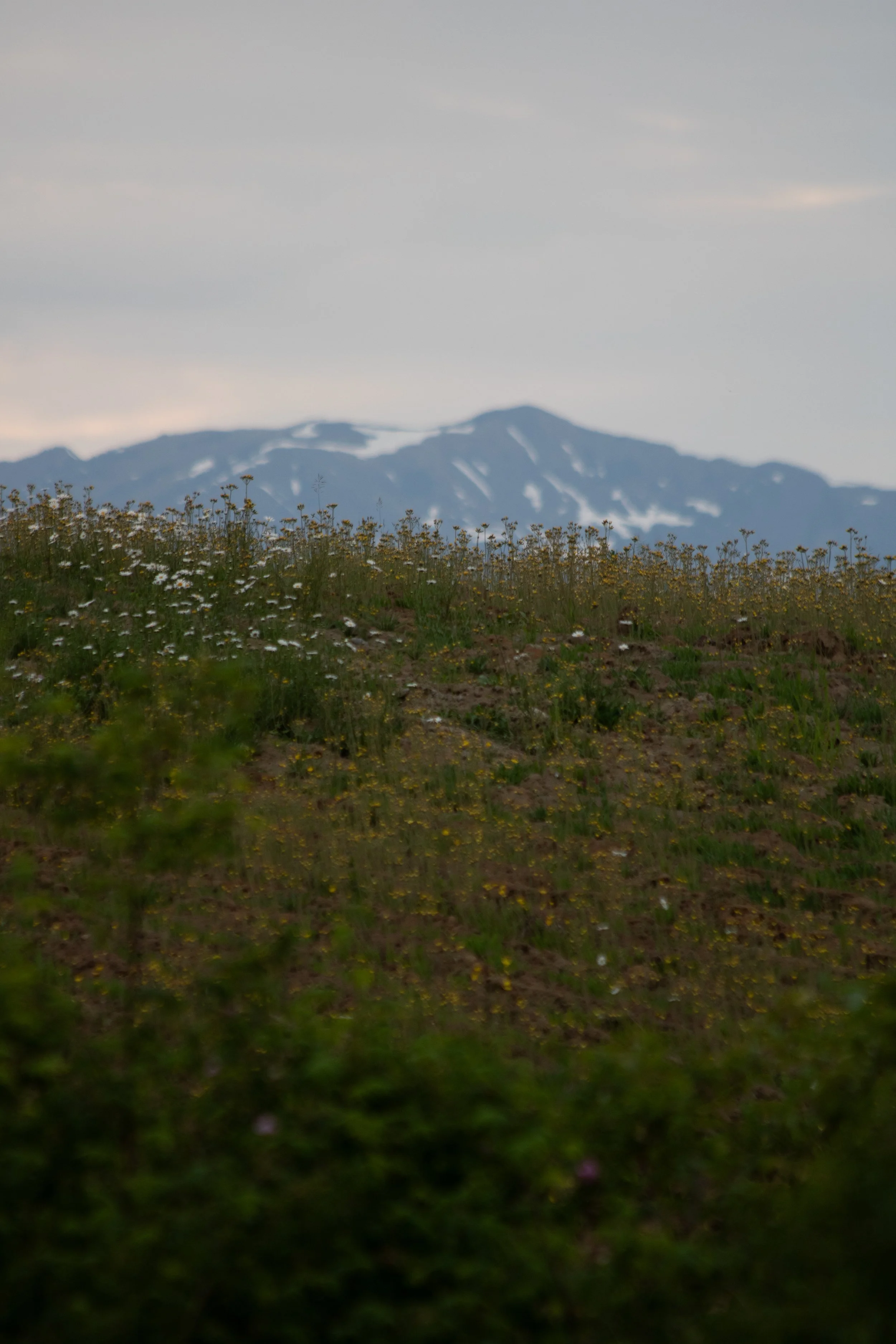 IMG_4676.jpg