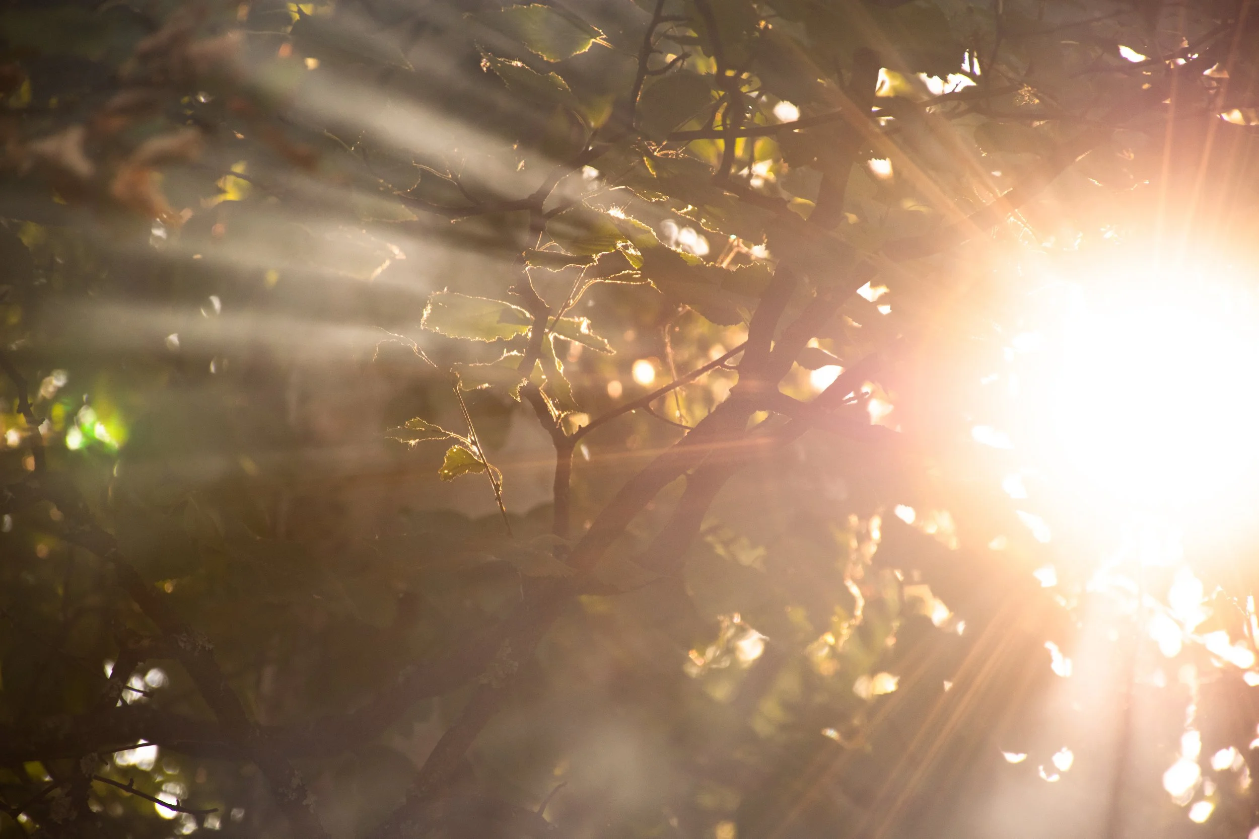 Sunlight filtering through tree branches and leaves, creating a glowing effect with rays of light.