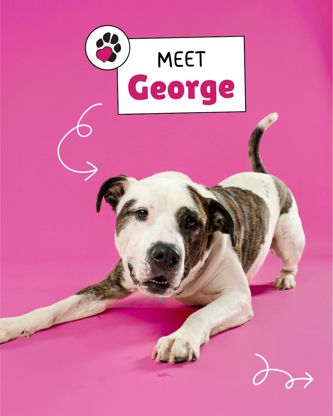 meet the dog (1).png