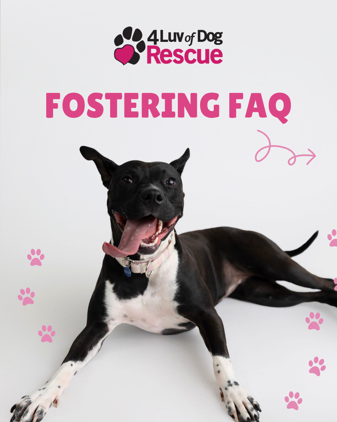 fostering FAQ (1).png
