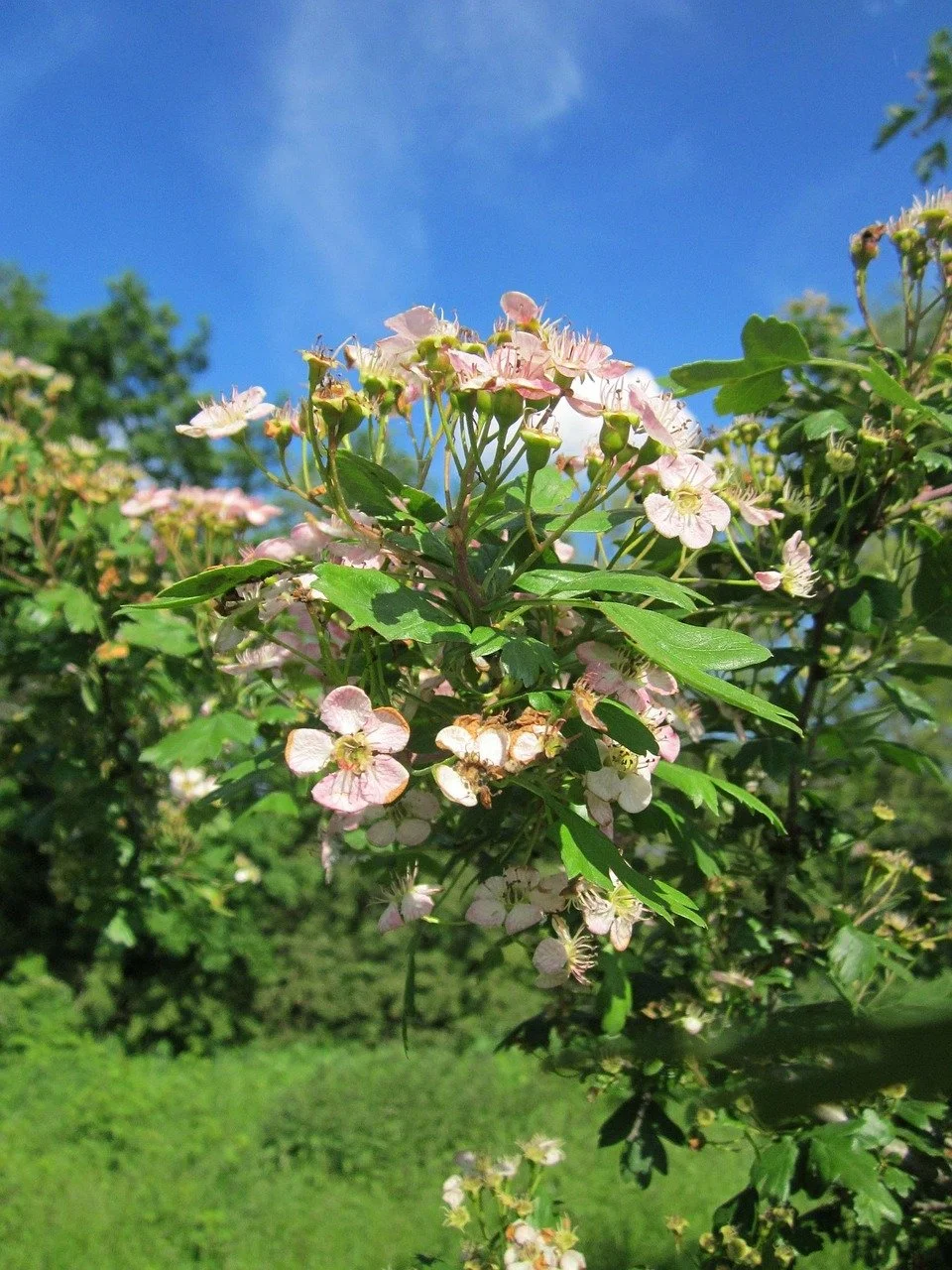 whitethorn 1.jpg