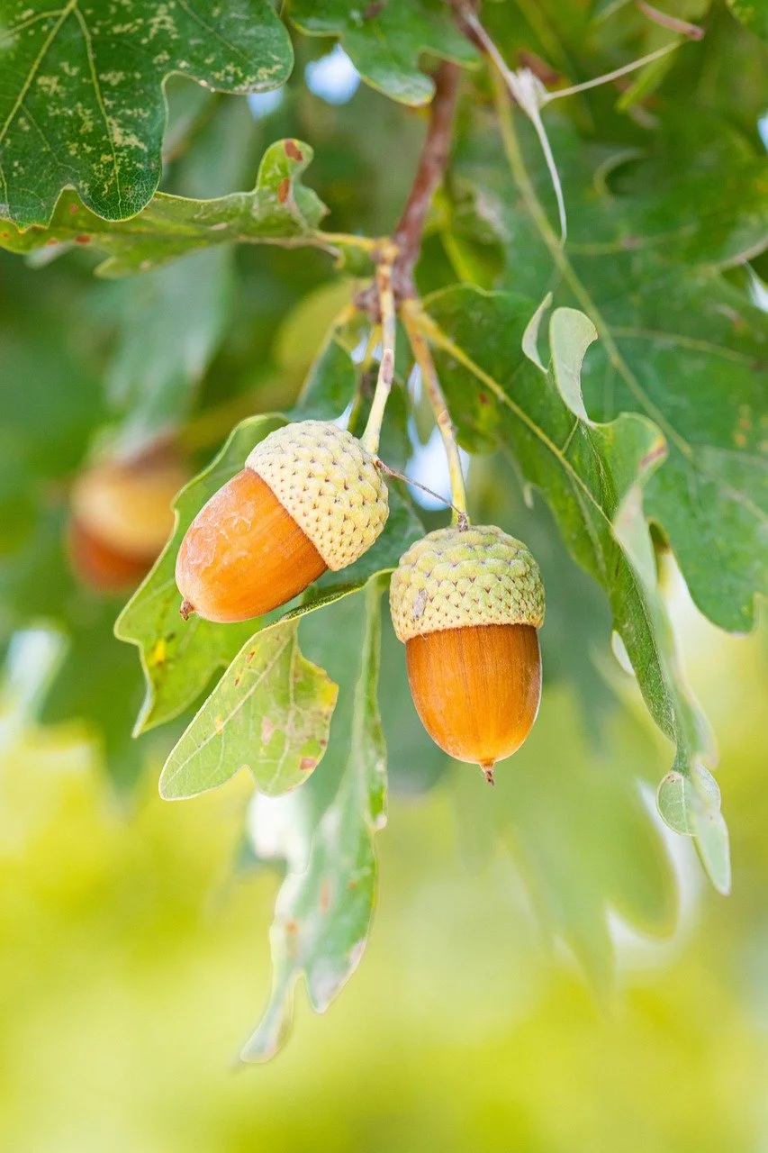Oak Leaves 4.jpg