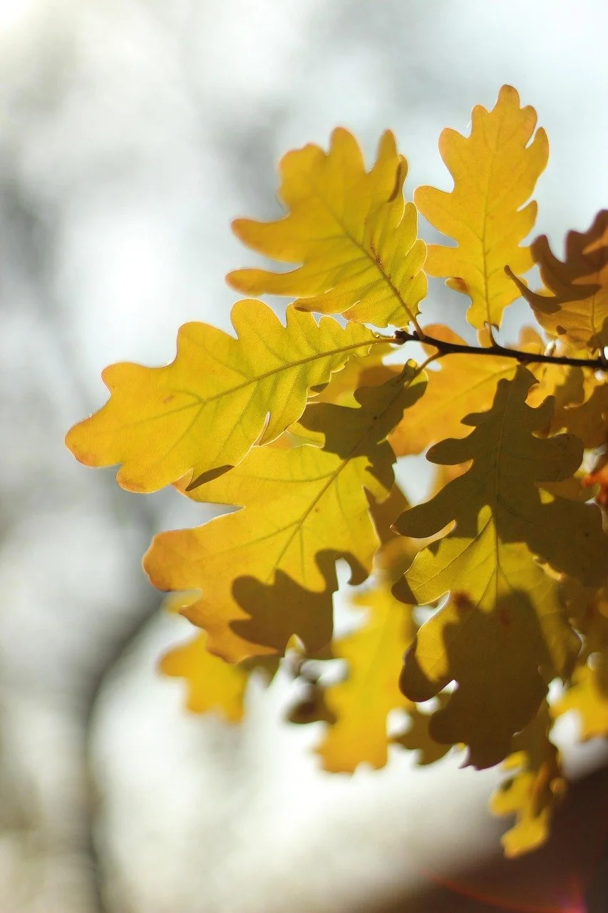 Oak Leaves.jpg