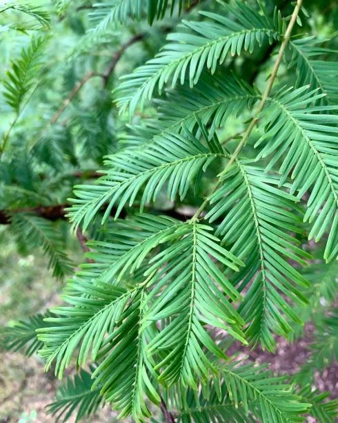 Redwood 2.jpg