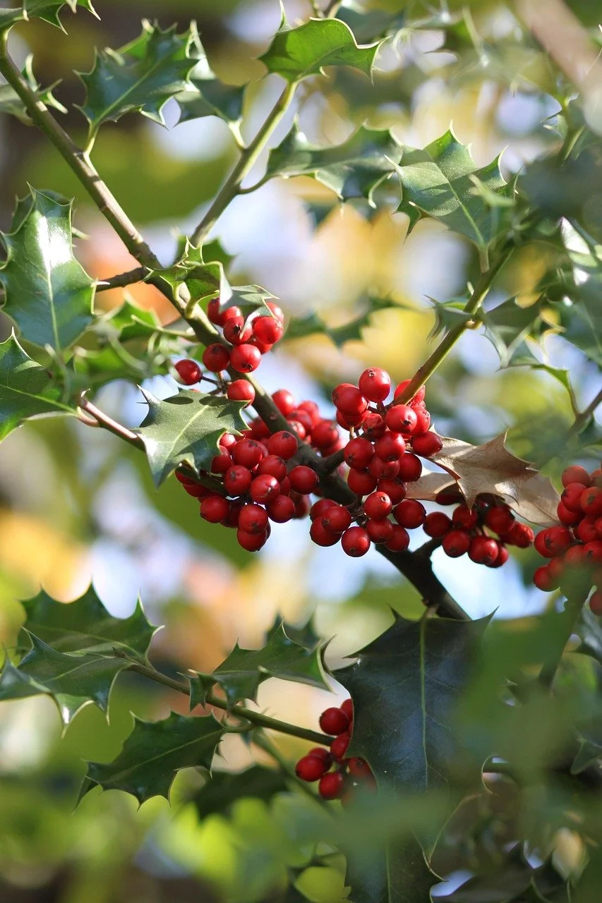 Holly 3.jpg