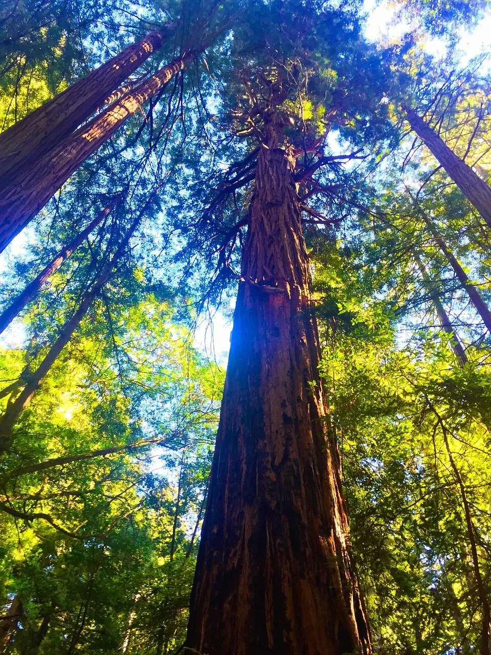 Redwood 1.jpg
