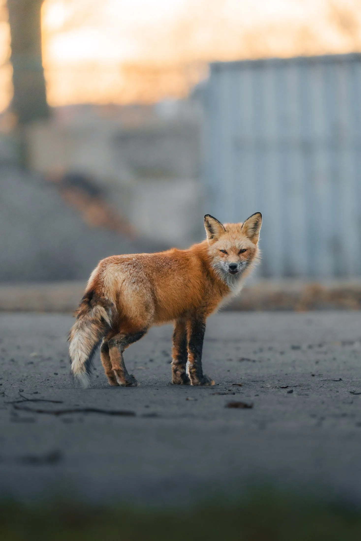 Maggie Parise - Urban Wildlife-3.jpg