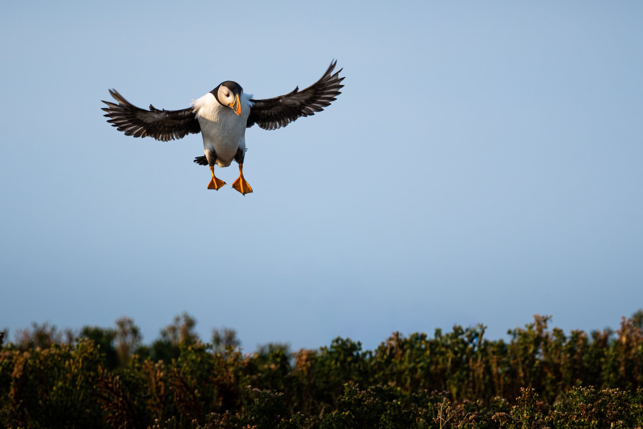 Maggie Parise - Birds-5-2.jpg
