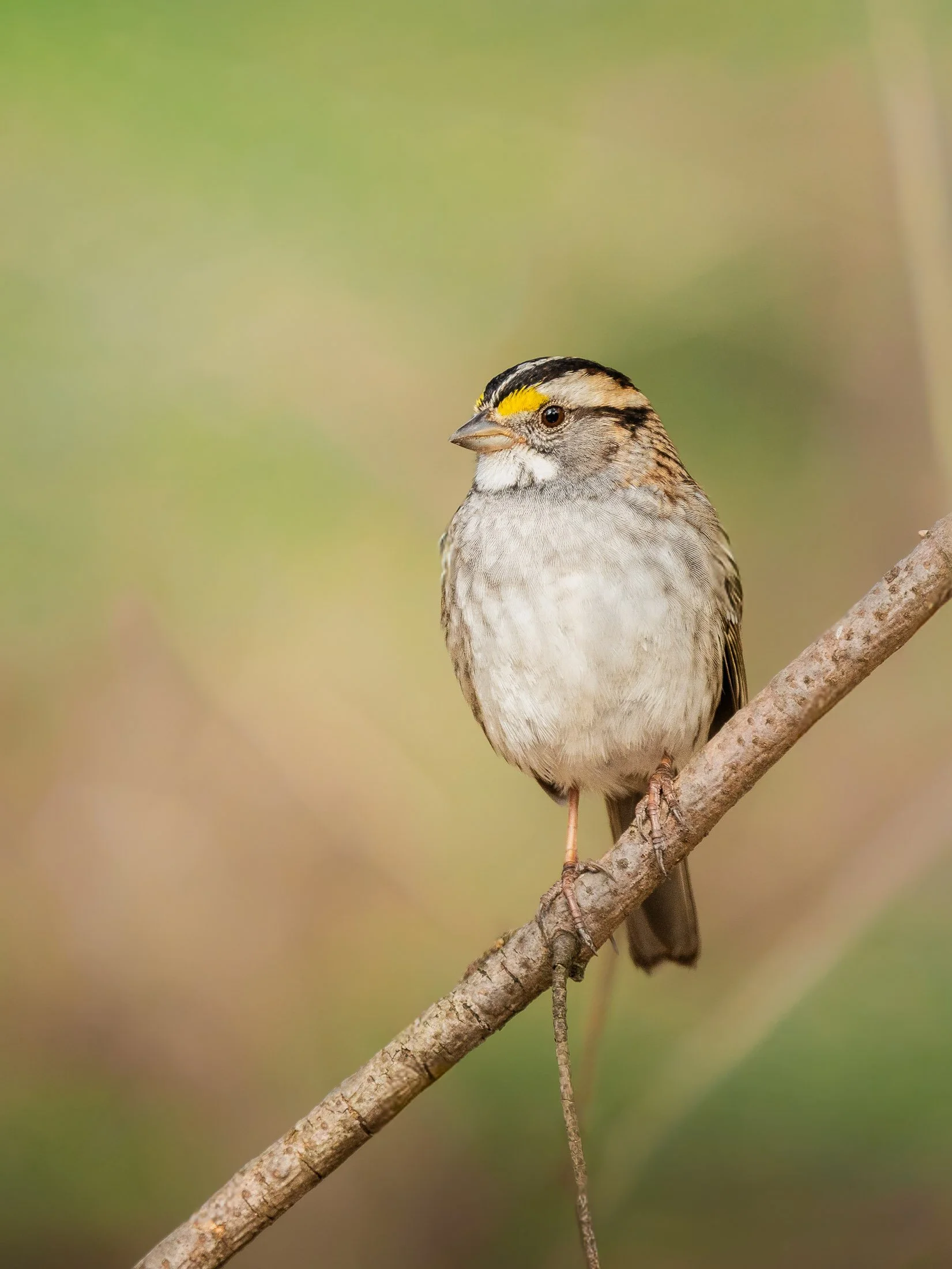 Maggie Parise - Birds-4.jpg