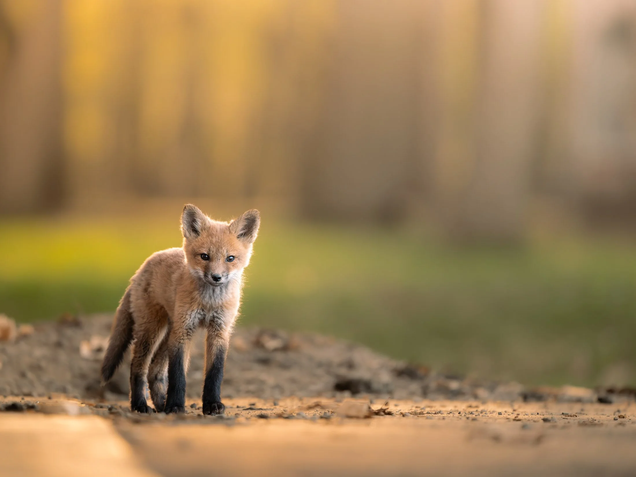 Maggie Parise - Mammals-63-2.jpg