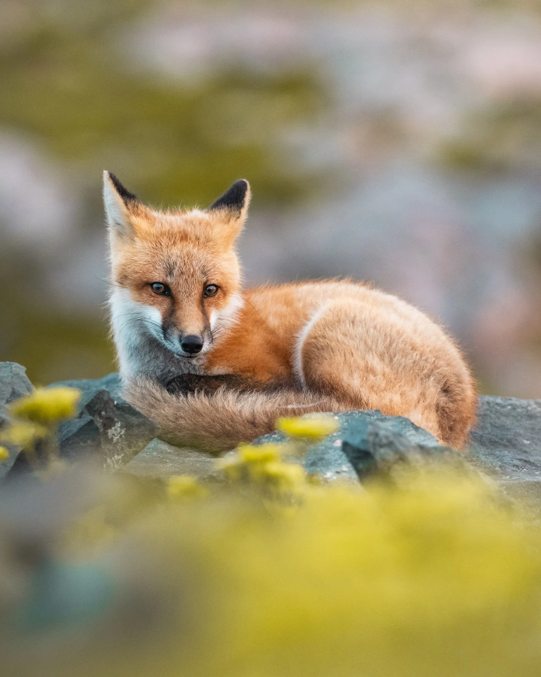 Maggie Parise - Mammals-34.jpg