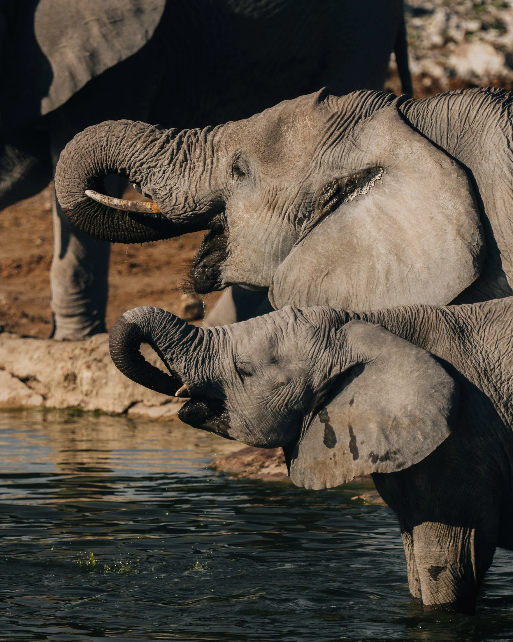 Maggie Parise - Mammals-50.jpg