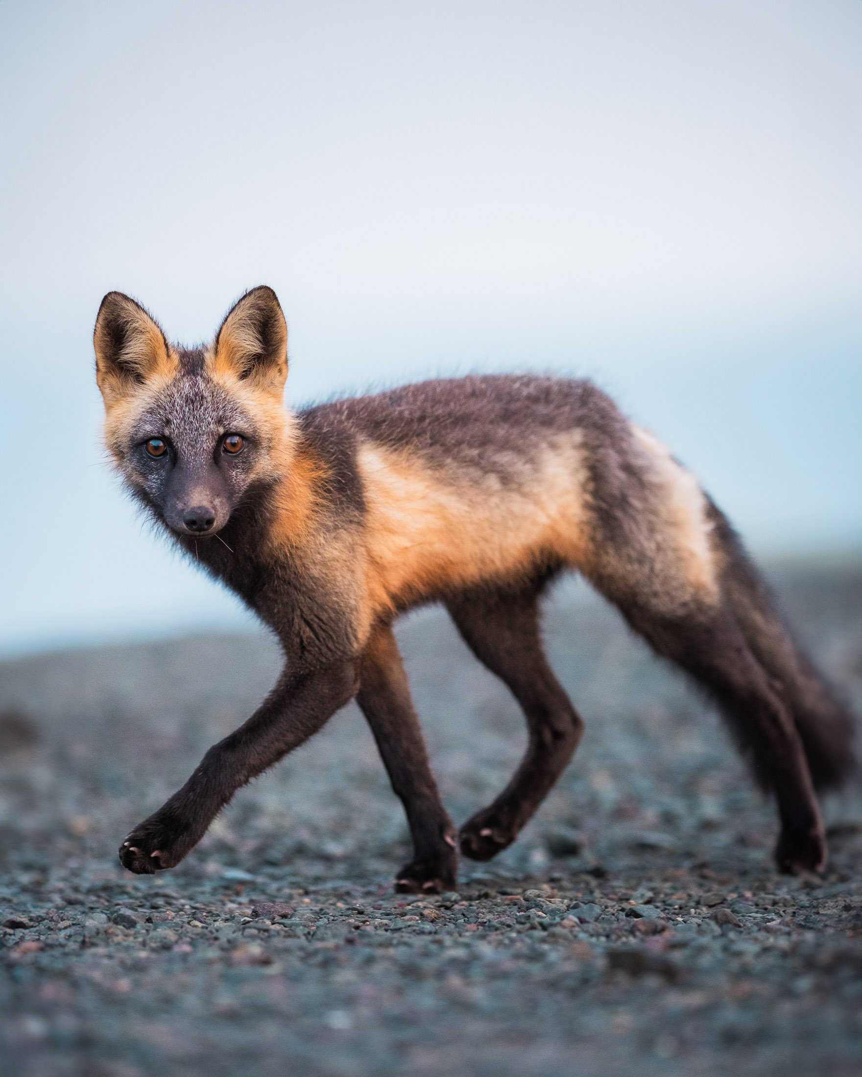Maggie Parise - Mammals-35.jpg