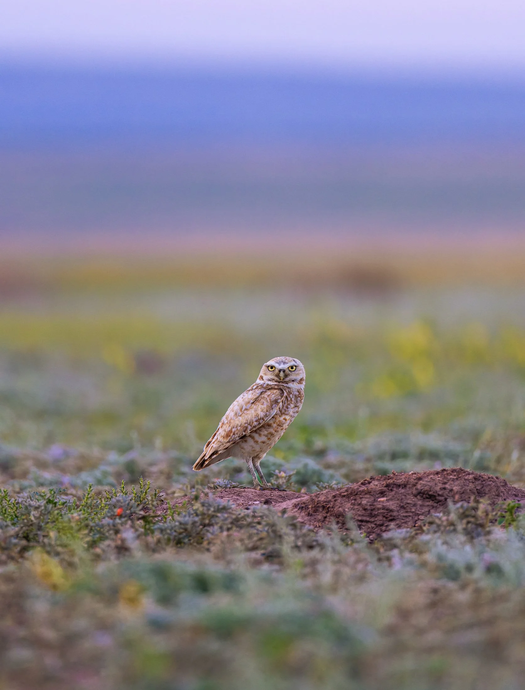 Maggie Parise - Birds-53.jpg
