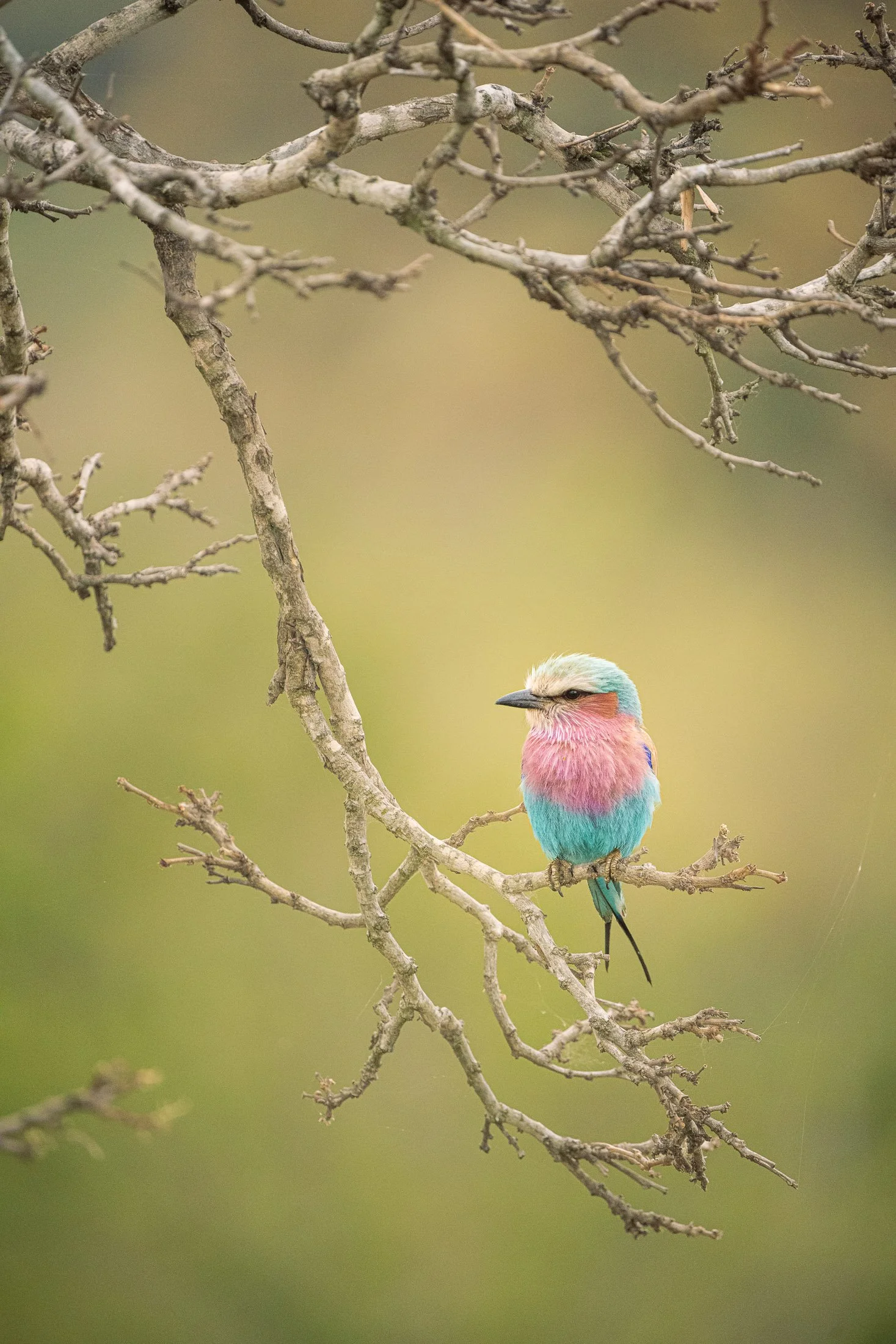 Birds
