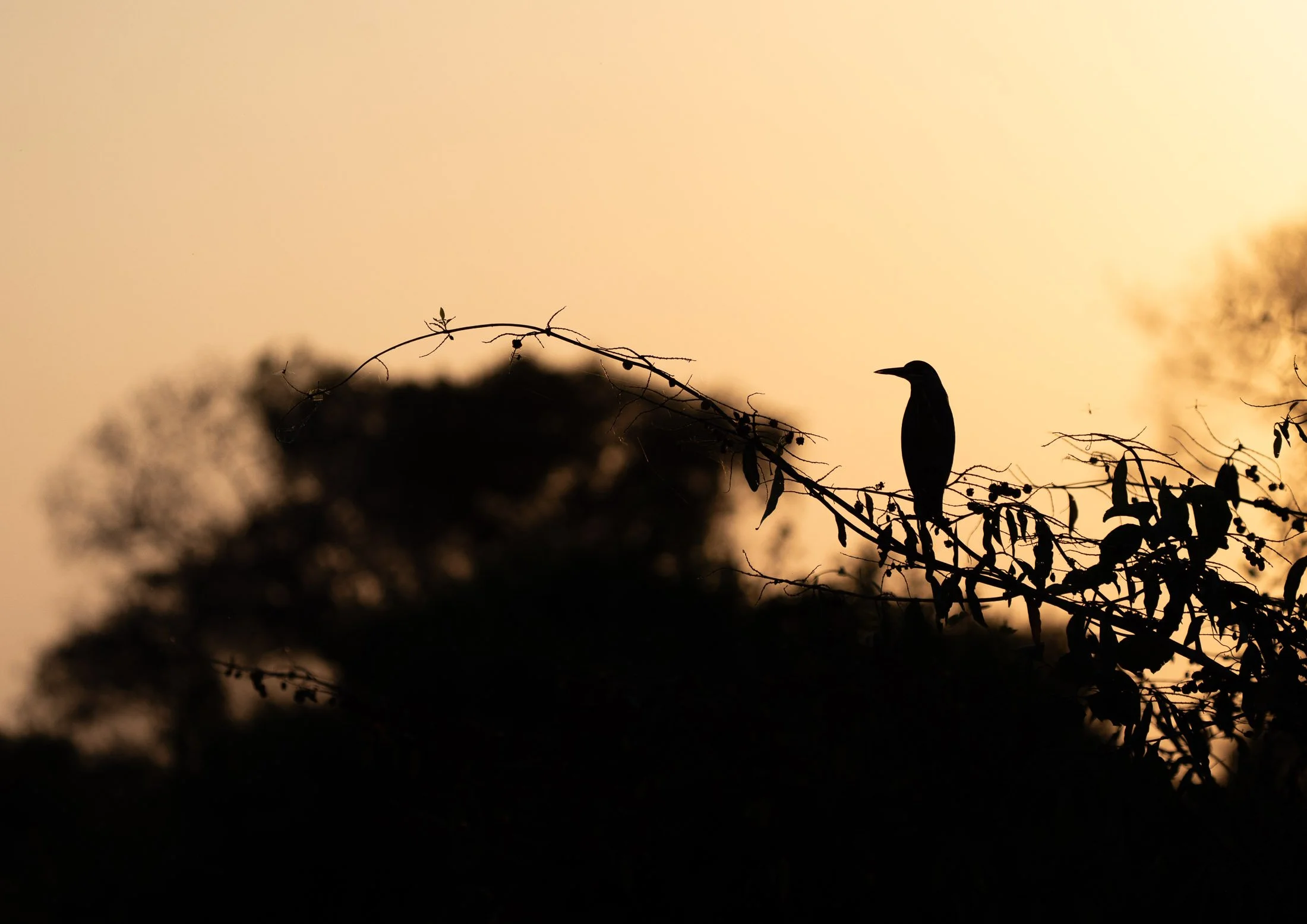 Maggie Parise - Pantanal-2.jpg