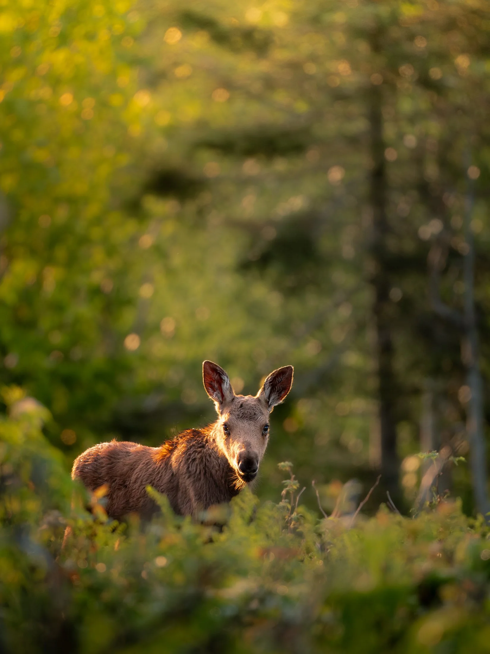 Maggie Parise - Mammals-45.jpg