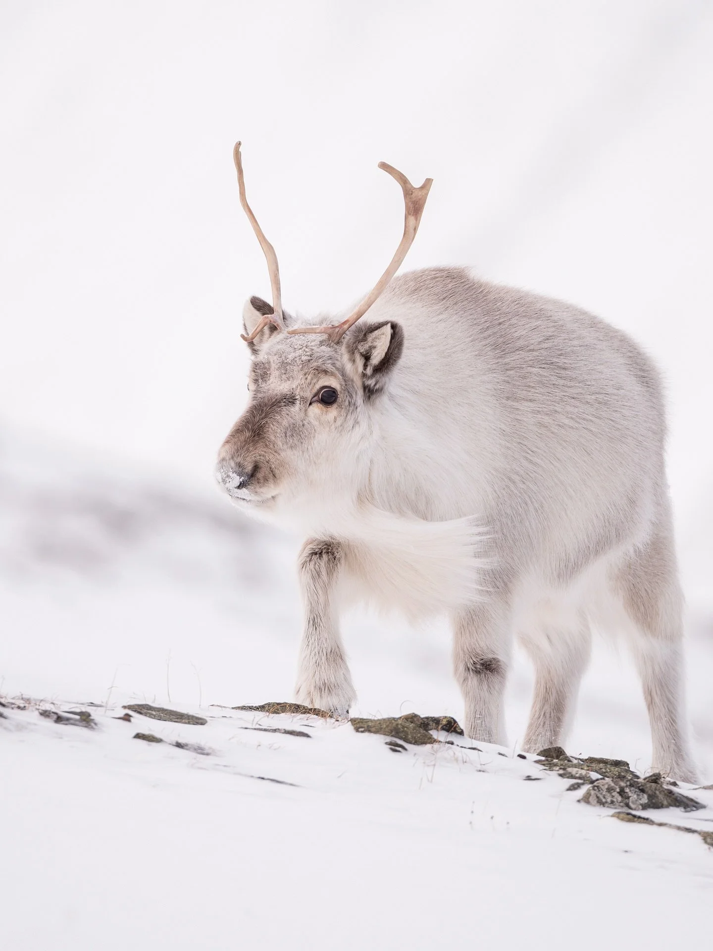 Rangifer Tarandus Platyrhynchus - or the Svalbard Reindeer is a smaller subspecies only found on the island. A close encounter with them on a cold morning of february. ❄️