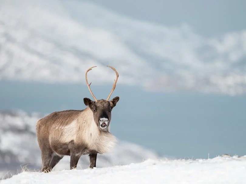 Rangifer Tarandus, plus commun&eacute;ment appel&eacute; Renne en Europe ou Caribou au Canada. Ce matin-l&agrave;, avant de prendre notre vol, on a d&eacute;cid&eacute; d&rsquo;aller se promener une derni&egrave;re fois autour de Tromso dans l&rsquo;