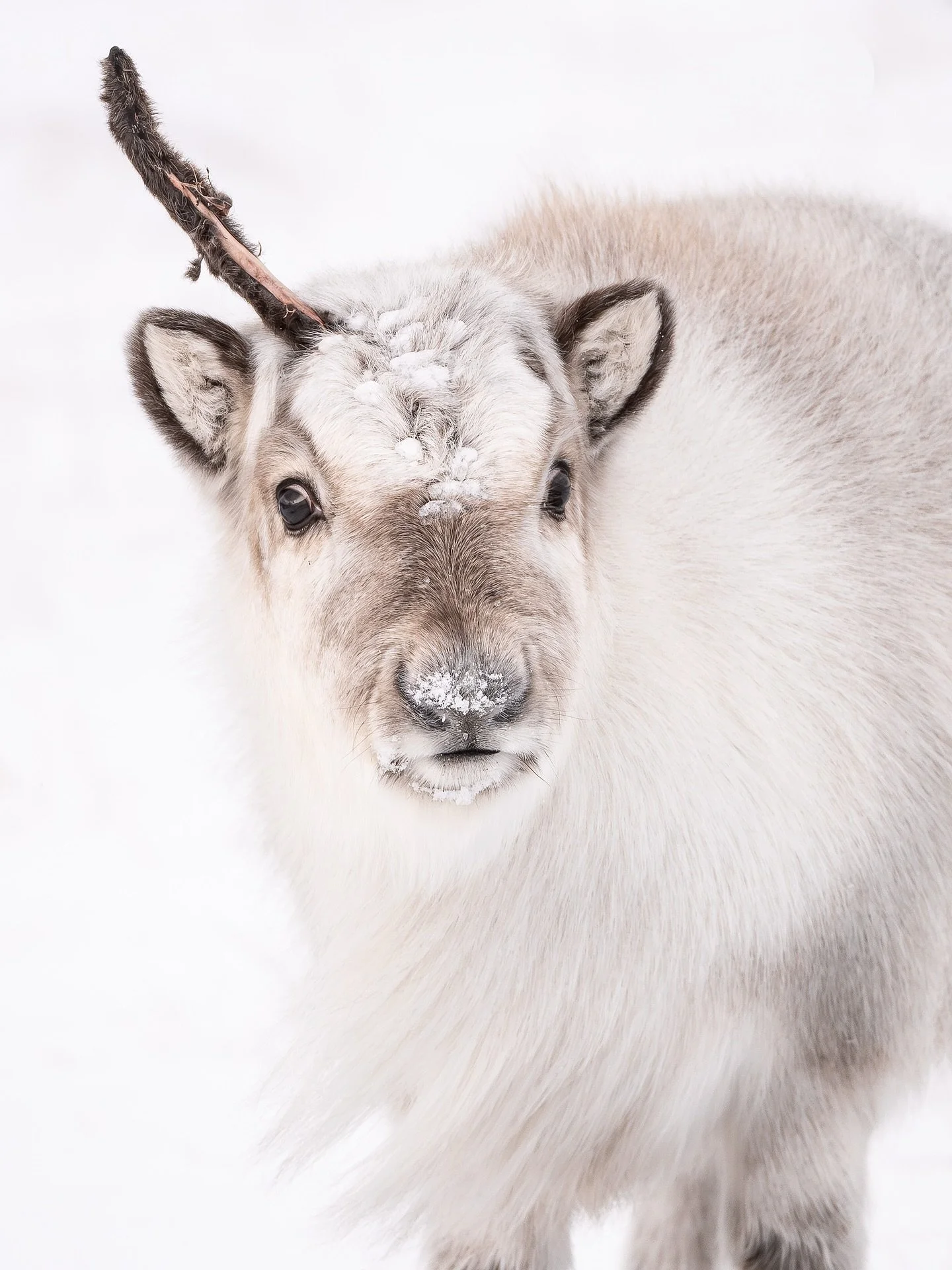 Svalbard on my mind 💭