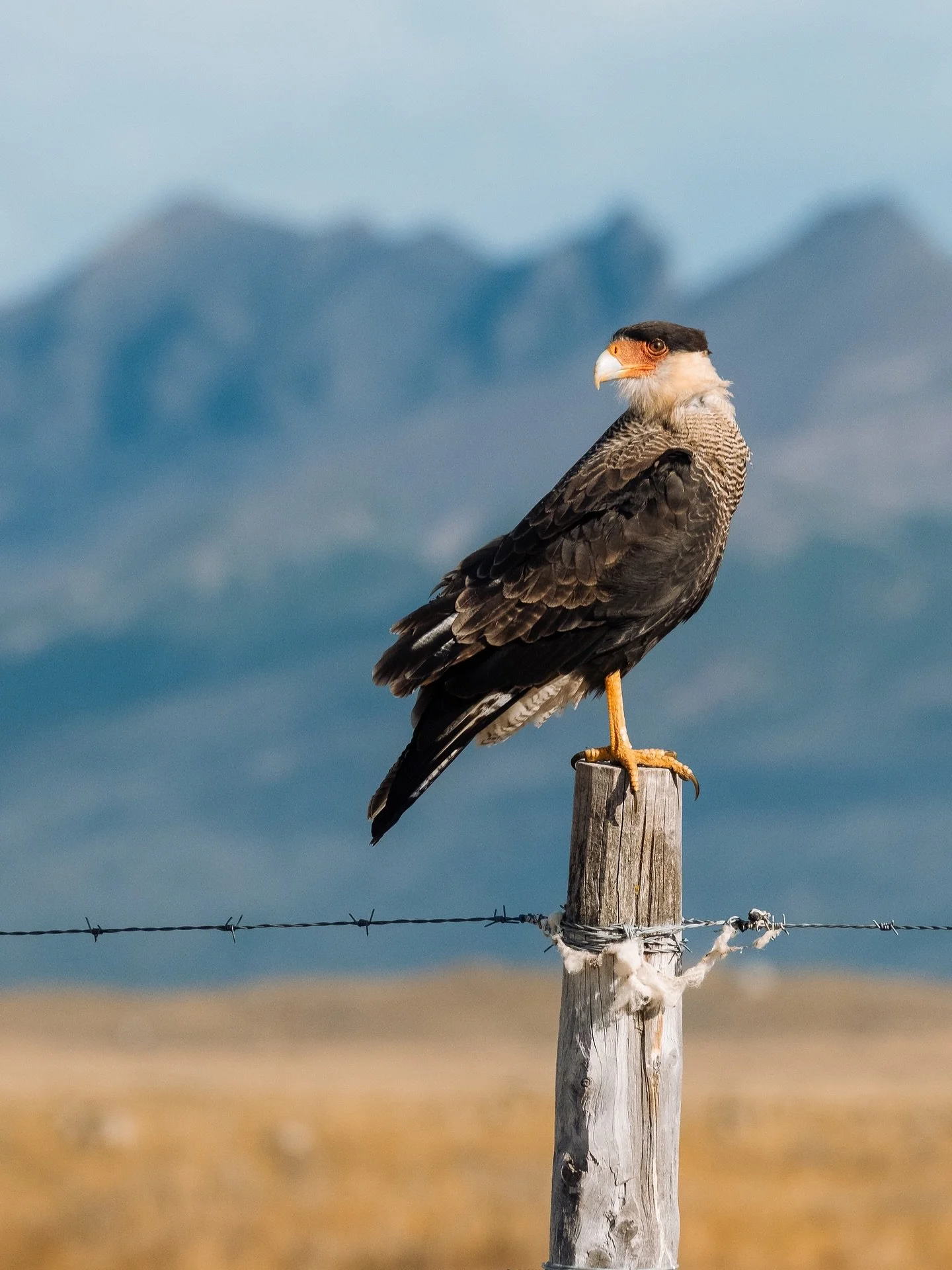 Le Caracara Hupp&eacute; vit principalement en Am&eacute;rique centrale et du Sud. Il a pourtant &eacute;t&eacute; observ&eacute; au Qu&eacute;bec derni&egrave;rement! Voici quelques images de ce grand rapace prises en Patagonie.
