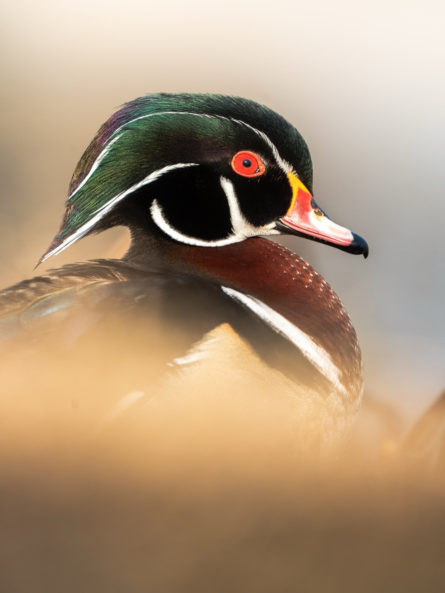 Observation printani&egrave;re: le magnifique canard branchu 🦆