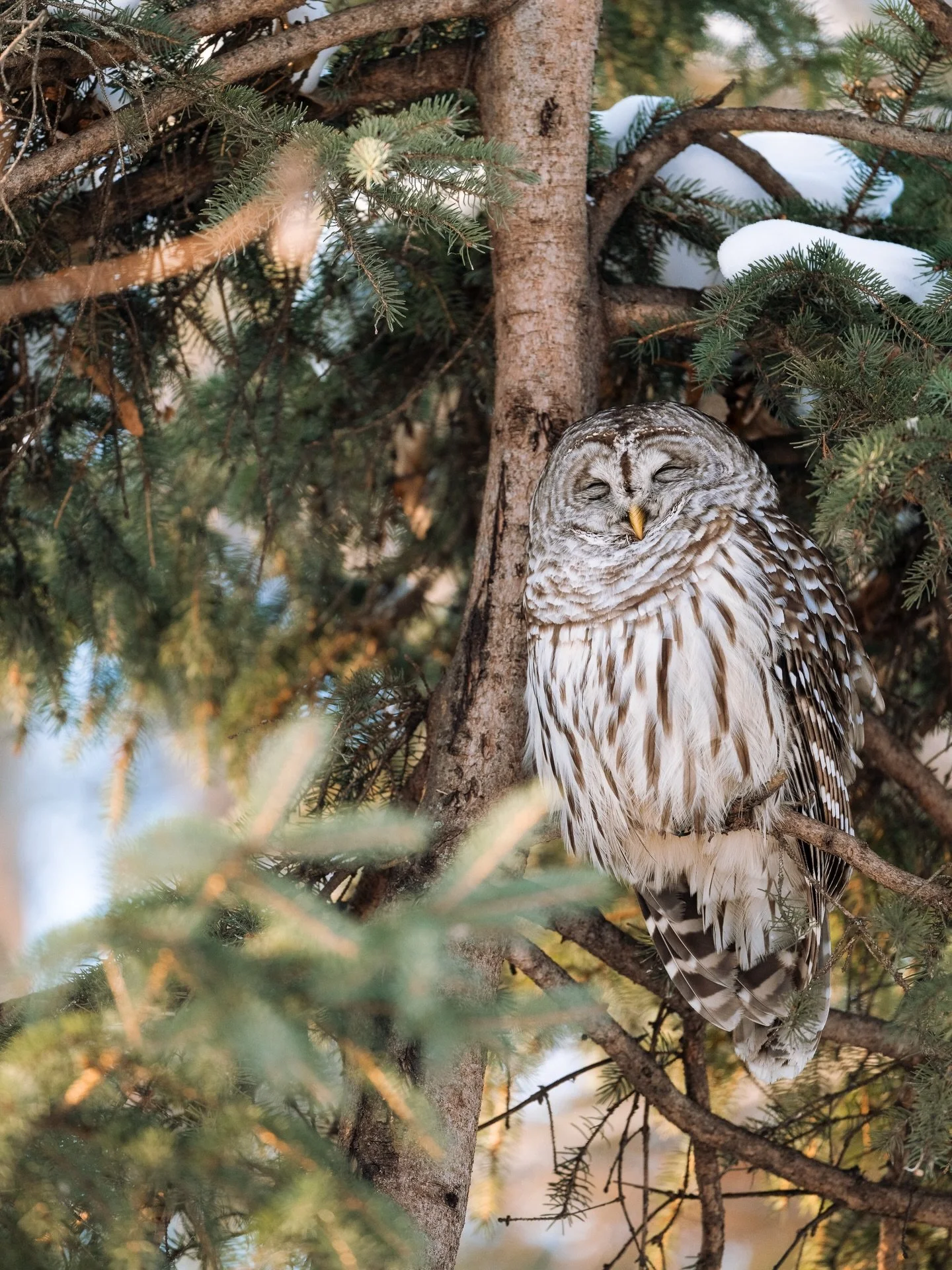 Cette ann&eacute;e je me suis fait la promesse de sortir le plus possible pour photographier les esp&egrave;ces du Qu&eacute;bec. En parlant avec un ami, j&rsquo;ai r&eacute;alis&eacute; que j&rsquo;avais mis de c&ocirc;t&eacute; ce type de photograp
