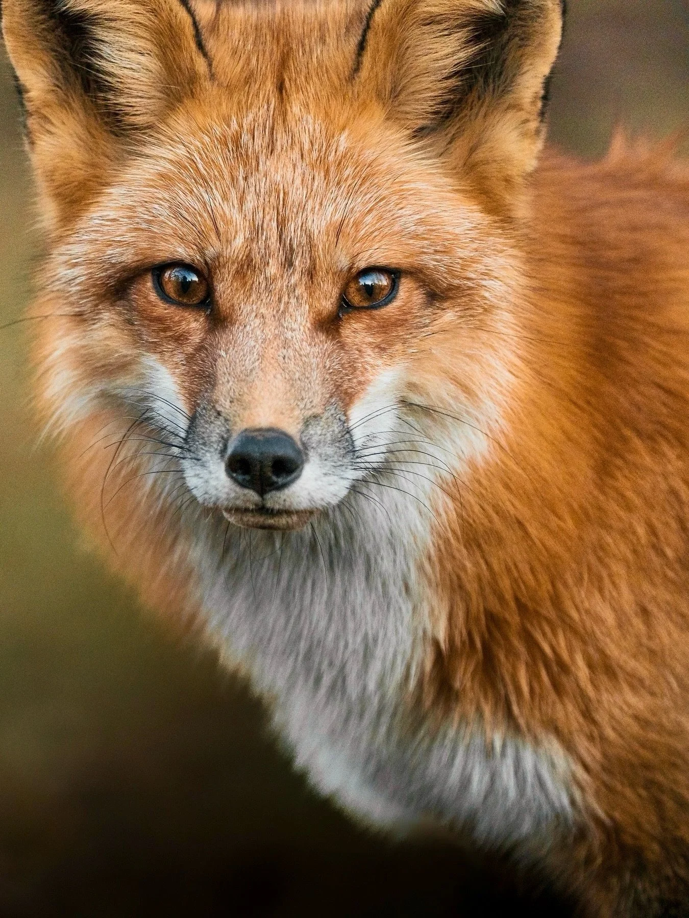Mama fox ✨