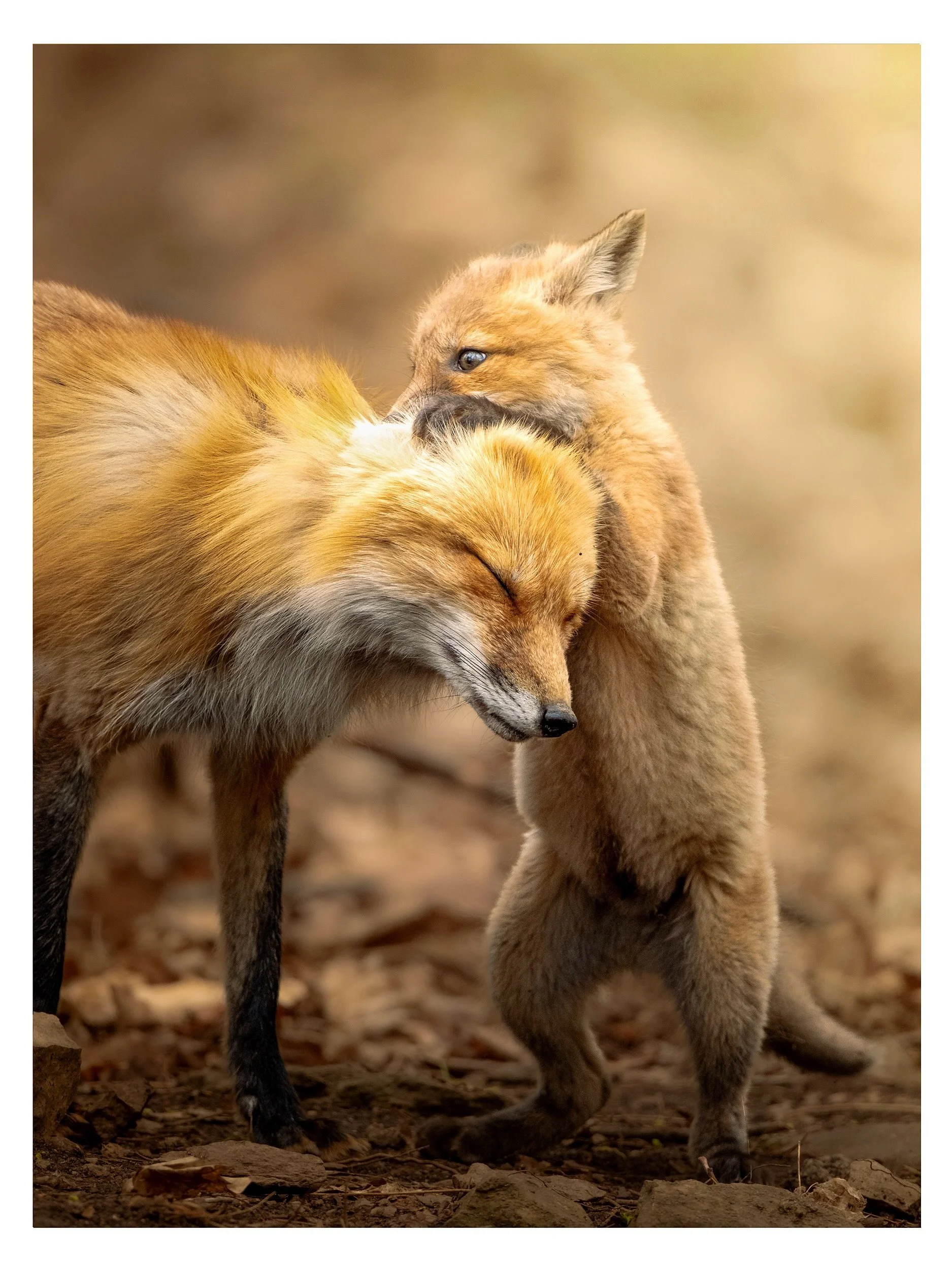 Un moment d&rsquo;amour d&rsquo;une puret&eacute; d&eacute;stabilisante 🥹 Laquelle est votre pr&eacute;f&eacute;r&eacute;e [1-3]? 🦊

@fujifilmx_ca #fujinon500mm