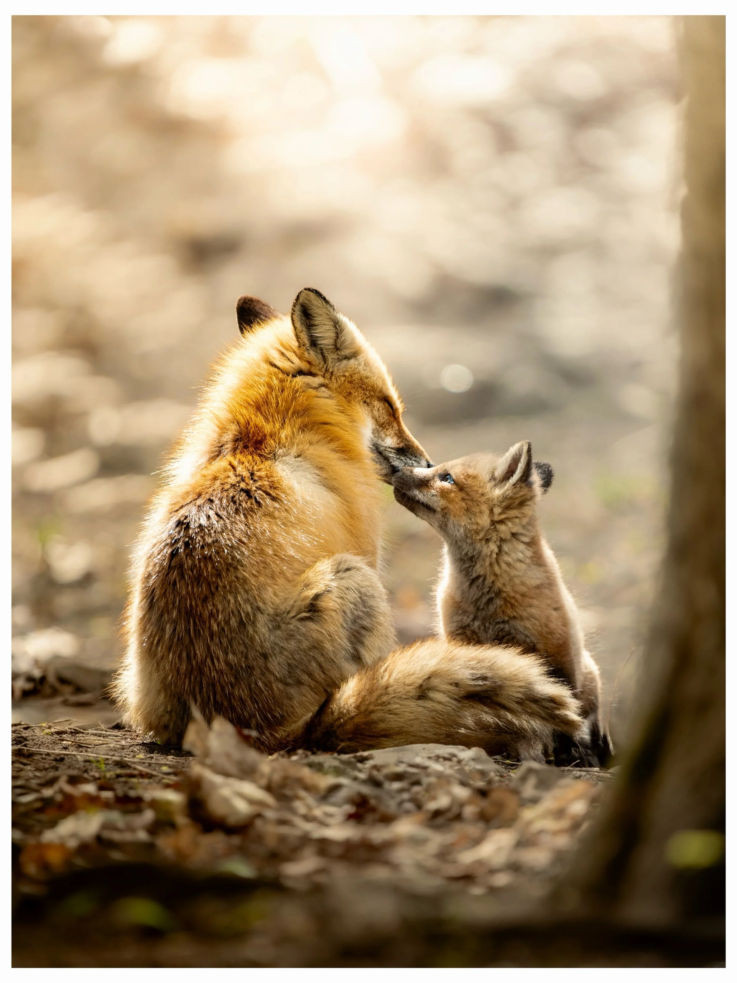 Un regard qui dit tout. C&rsquo;est si beau d&rsquo;observer ces moments d&rsquo;amour pur en pleine nature. Bonne f&ecirc;te des m&egrave;res &agrave; toutes les mamans 💐