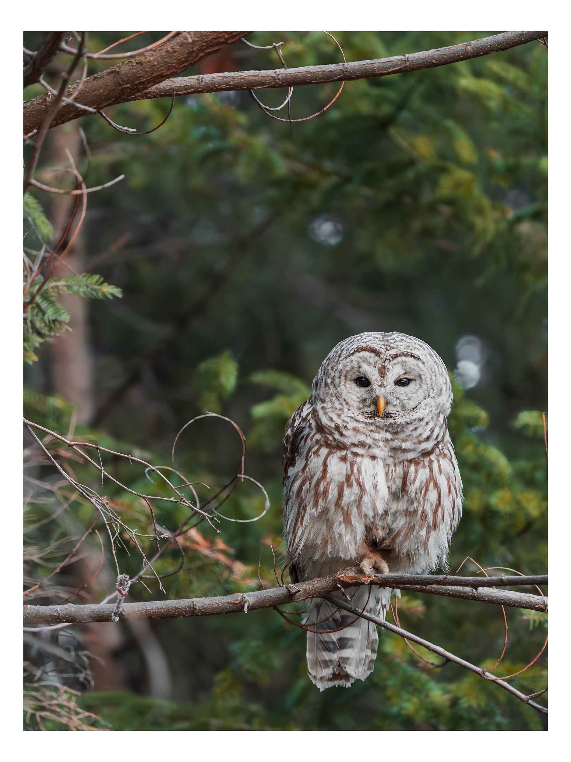 Toujours chouette &agrave; observer 🦉- Chouette Ray&eacute;e (Stix varia)
