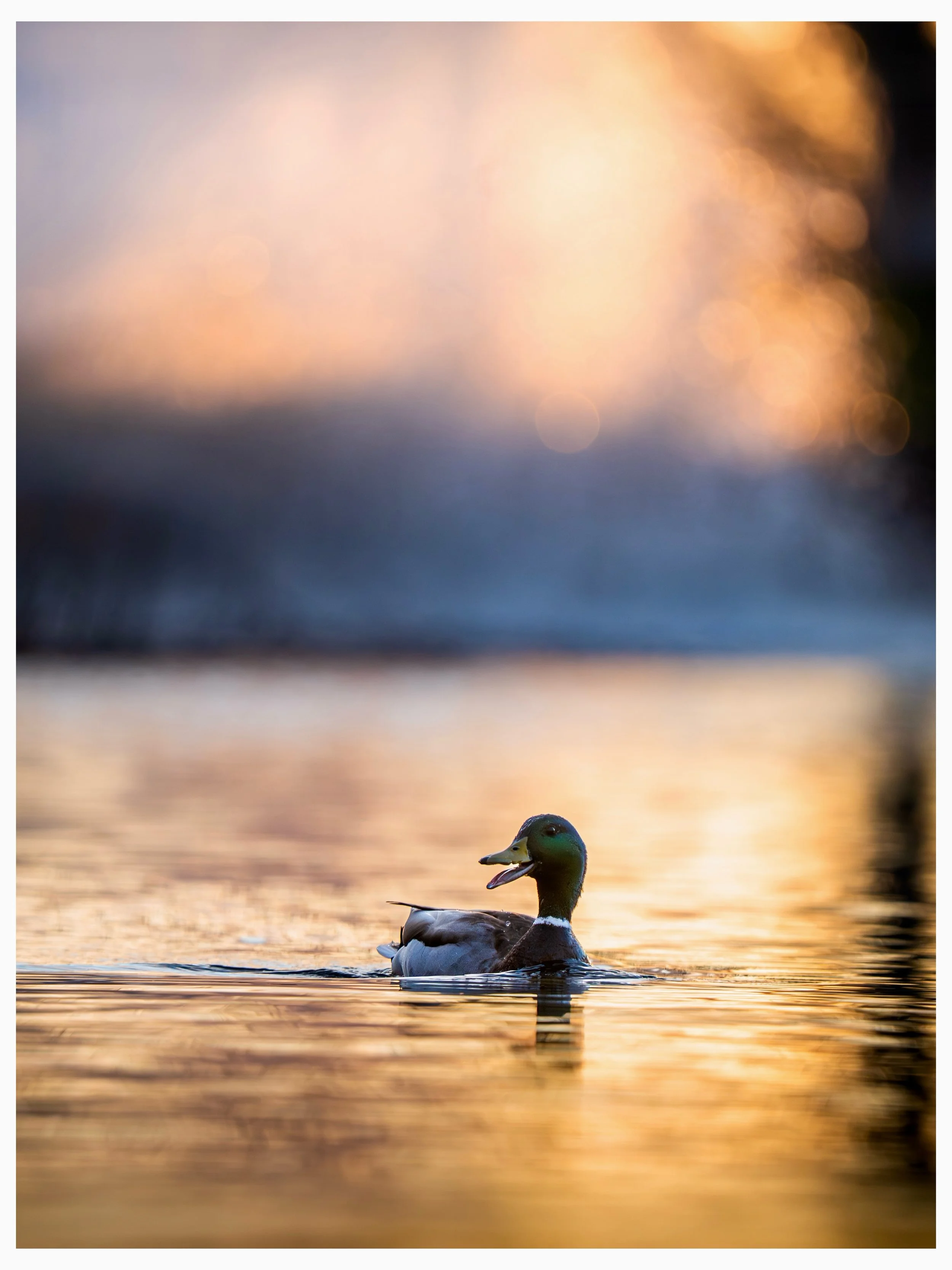 Canards heureux 🌅