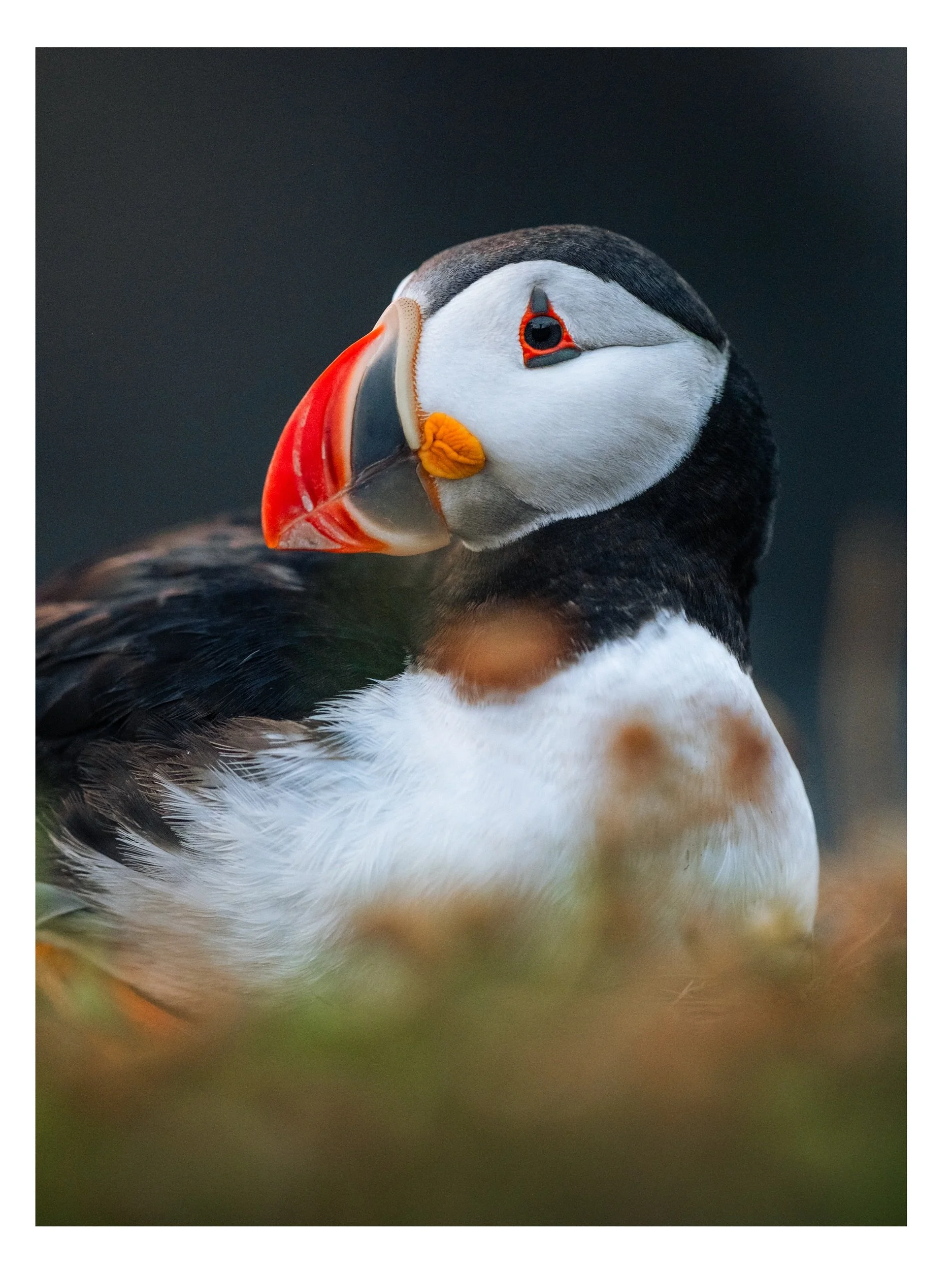Les magnifiques Puffins de Terre-Neuve ✨

@fujifilmx_ca #fujinon200mmf2 #fujinon500mmf56
