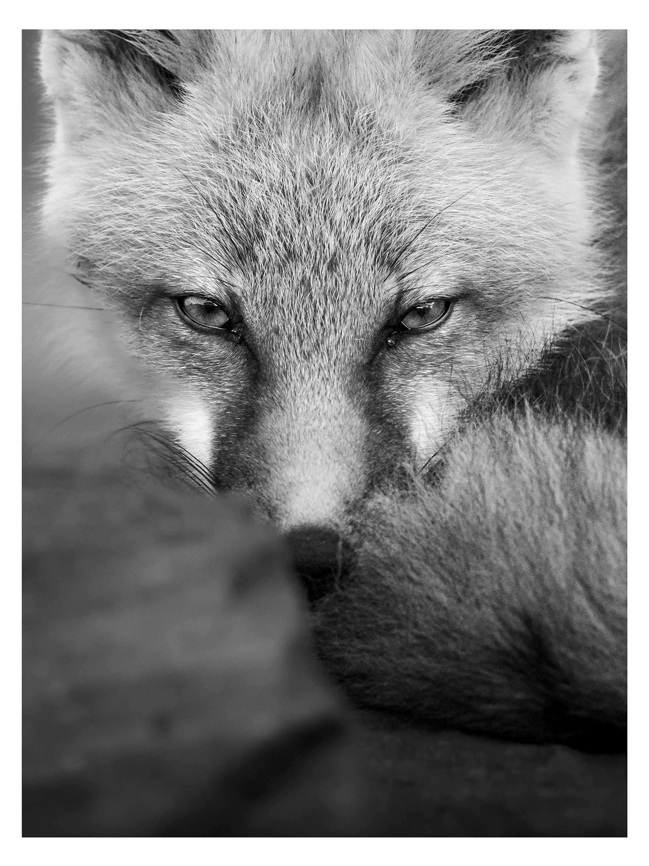 A striking stare that looks into your soul. A moment that will stay with me forever. 

📍Newfoundland, July 2024
📸 X-H2S + Fujinon 200mm f2