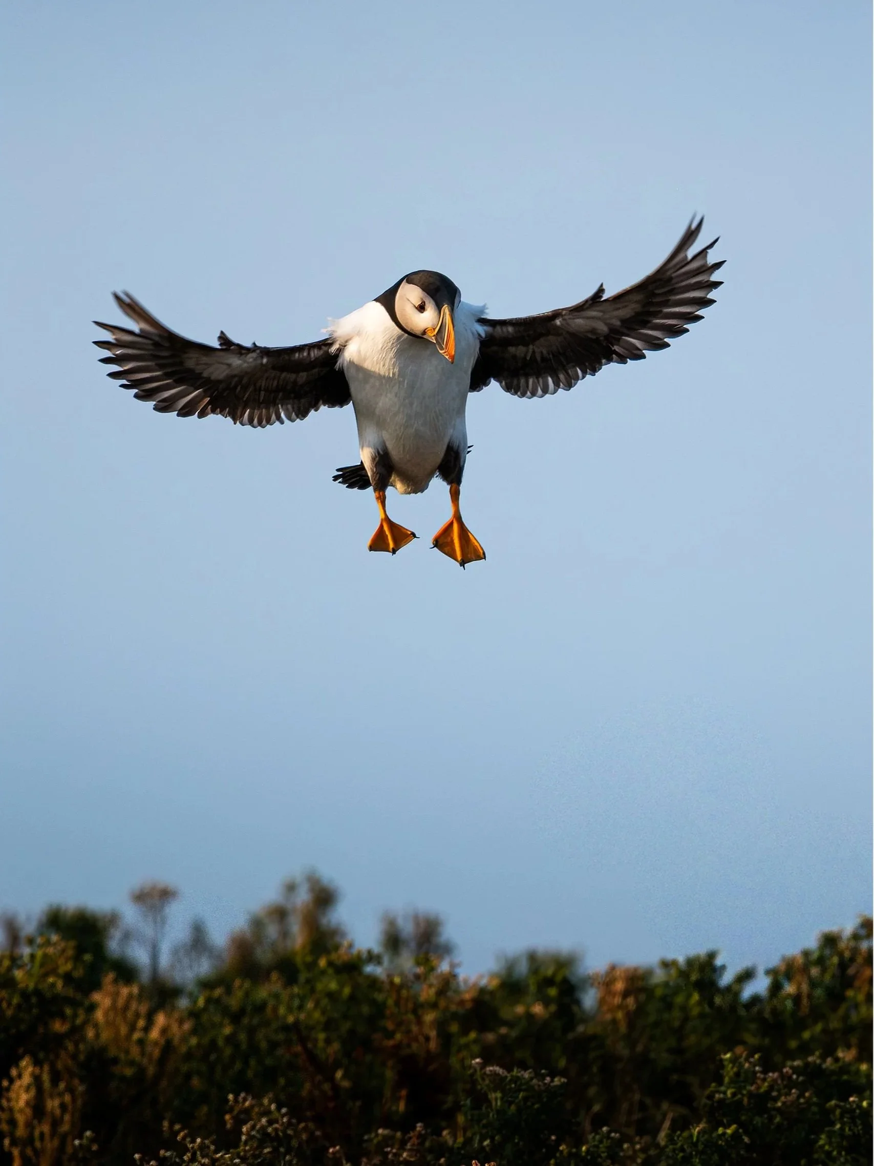 puffin2.jpg