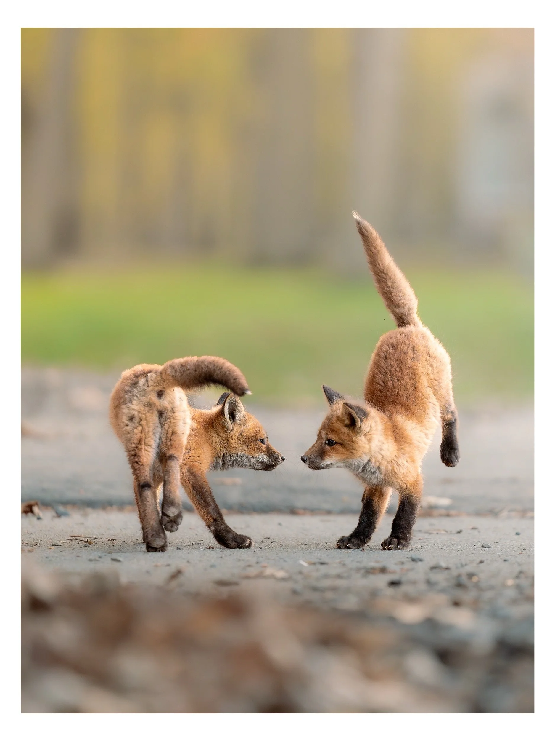 Play and cuddle time 🥰🦊

📍Montreal, May 2026